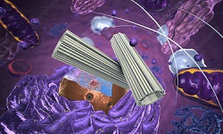 Centrosome